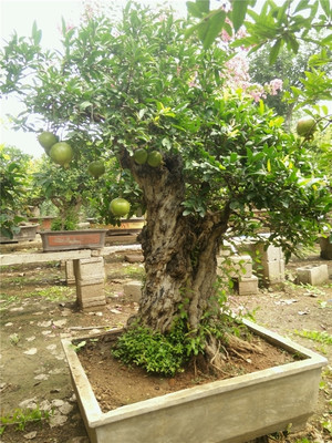 盆景藝術 從迎客盆景到工廠石榴盆景的多樣魅力